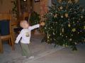 Ein Weihnachtsbaum 